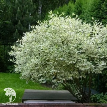 Фото Дёрен белый Элегантиссима