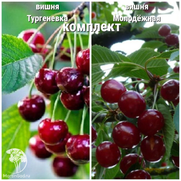 Фото Сверхвыгодный комплект! Вишня Тургеневка + опылитель Вишня Молодёжная