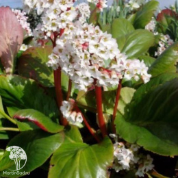 Бадан сердцелистный Сноутайм