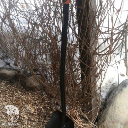 Лопата совковая SolidTM