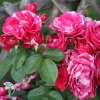 Роза чайно-гибридная Анри Матисс фото 1 