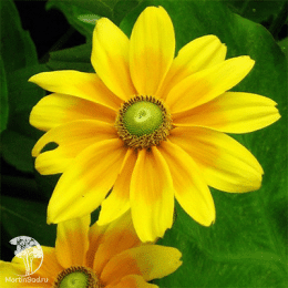 Рудбекия волосистая Прейри Сан