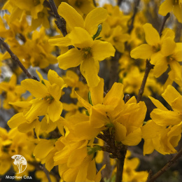 Форзиция промежуточная Миниголд