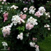 Роза мускусные гибриды Букет Парфе фото 2 