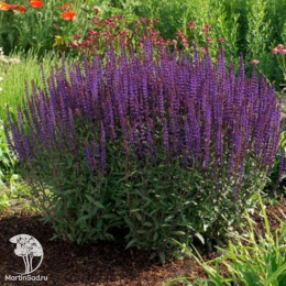 Набор для мяса тимьян Сильвер Куин + шалфей Карадонна Компакт