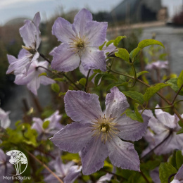 Клематис Блекитни Аниол