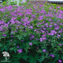 Герань лесная Мэйфлауэр