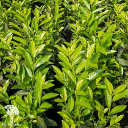 Лавровишня обыкновенная Генолия