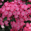 Кальмия широколистная Бекон фото 1 