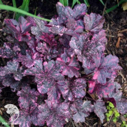 Сверхвыгоный микс! Гейхера Аметист Мист + Гейхера Роуз Селект + Гейхера Шанхай