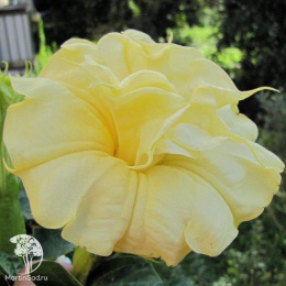 Дурман (обыкновенный) метел Балерина еллоу