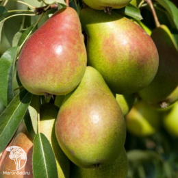 Груша обыкновенная Бон Луис д'Авранш на штамбе