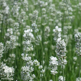 Набор для ароматной грядки лаванда Хидкот Блю + Розеа + Альба