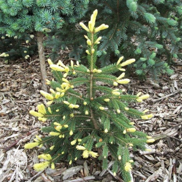 Фото Ель колючая Корник 2000