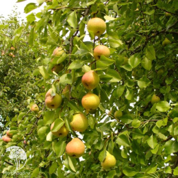 Груша Ириста