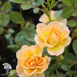 Роза Персиан Йеллоу