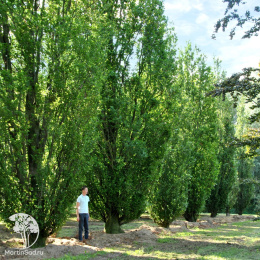 Бук лесной Дайвик