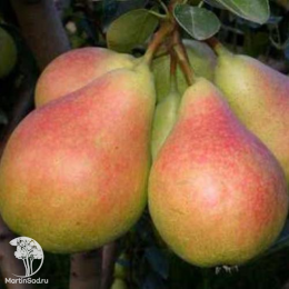 Груша Чудесница + опылитель Груша Феерия