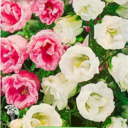 Колокольчик Искушение, смесь окрасок