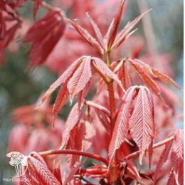 Каштан конский Эрисробластос на штамбе