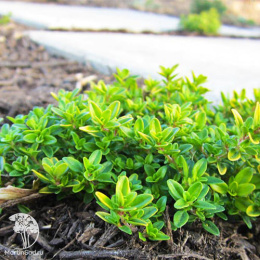  Тимьян лимоннопахнущий Арчерс Голд