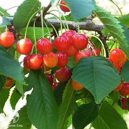 Черешня Фатеж