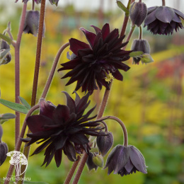 Аквилегия Нора Барлоу, культурная (серия Блэк)