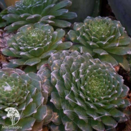 Молодило кровельное