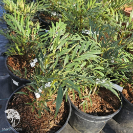 Магония прицветниковая Свит Винтер