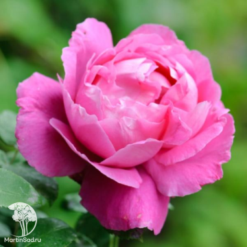 Фото Роза Поль Нерон