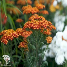 Achillea millefolium Walter Funke Тысячелистник Волтер Функе