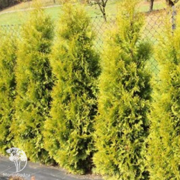 Туя западная Салланд