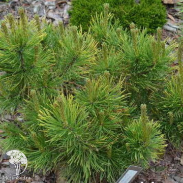 Фото Сосна горная Пиатра Граули на штамбе