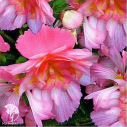 Бегония Алькор F1 клубневая