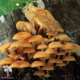 Мицелий Опёнок зимний на древесной палочке