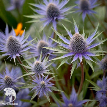 Фото Синеголовник плосколистный Блаукаппе