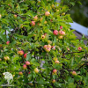 Сверхвыгодный комплект! Яблоня Китайка золотая (ранняя) + опылитель яблоня Грушовка Московская фото 4 