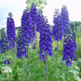 Дельфиниум культурный Чёрный рыцарь