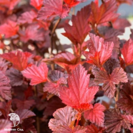 Пузыреплодник калинолистный Мефисто