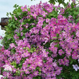 Клематис Мазурек