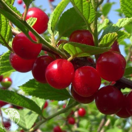 Вишня войлочная Натали