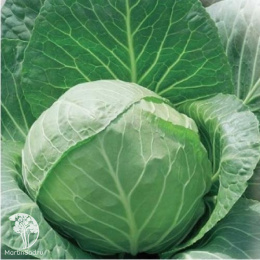 Капуста б/к Слава 1305