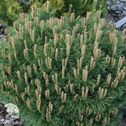  Сосна горная Хниздо