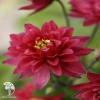 Aquilegia vulgaris Clementine Red Аквилегия обыкновенная Клементин Ред фото 1 