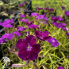 Dianthus chinensis Diana Blueberry Гвоздика китайская Диана Блюберри фото 2 