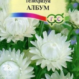 Гелихризум Албум