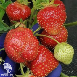 Клубника крупная ремонтантная Купец