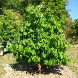 Азимина трёхлопастная Девис