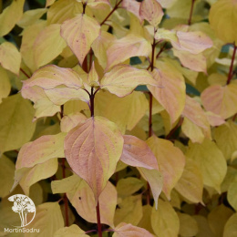 Дёрен красный Мэджик Флэйм