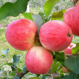 Сверхвыгодный комплект! Яблоня Лобо + опылитель Яблоня Медуница